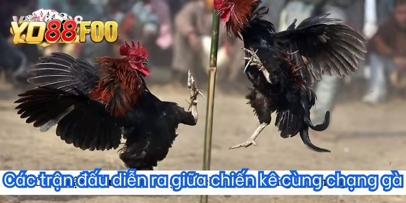 Các trận đấu diễn ra giữa chiến kê cùng chạng gà
