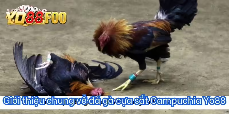 Giới thiệu chung về đá gà cựa sắt Campuchia Yo88