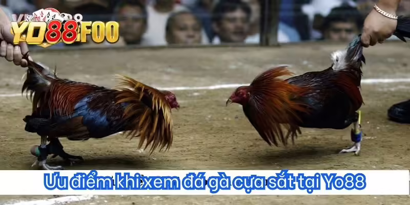 Ưu điểm khi xem đá gà cựa sắt tại Yo88
